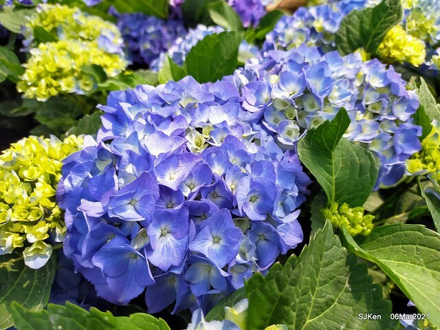 大安森林公園杜鵑花、繡球花與薰衣草花展(Rhododendron , Hydrangea & lavender flower exhibition at Daan Forest Park), Taipei, Taiwan, SJKen, Mar 1, 2021.
