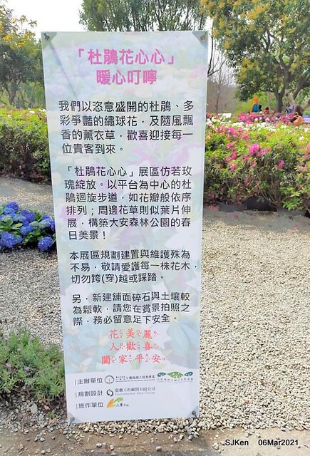大安森林公園杜鵑花、繡球花與薰衣草花展(Rhododendron , Hydrangea & lavender flower exhibition at Daan Forest Park), Taipei, Taiwan, SJKen, Mar 1, 2021.