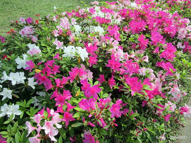 大安森林公園杜鵑花、繡球花與薰衣草花展(Rhododendron , Hydrangea & lavender flower exhibition at Daan Forest Park), Taipei, Taiwan, SJKen, Mar 1, 2021.