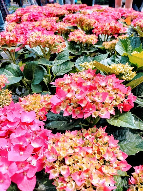 大安森林公園杜鵑花、繡球花與薰衣草花展(Rhododendron , Hydrangea & lavender flower exhibition at Daan Forest Park), Taipei, Taiwan, SJKen, Mar 1, 2021.