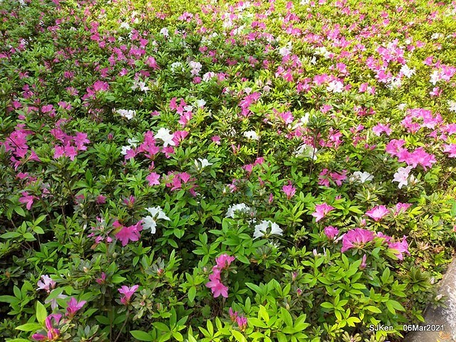 大安森林公園杜鵑花、繡球花與薰衣草花展(Rhododendron , Hydrangea & lavender flower exhibition at Daan Forest Park), Taipei, Taiwan, SJKen, Mar 1, 2021.