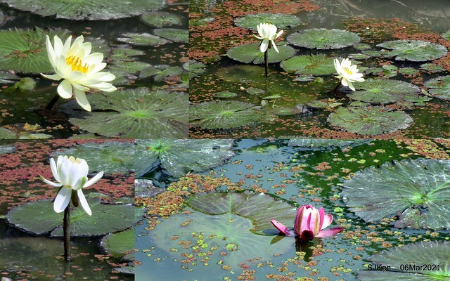 大安森林公園杜鵑花、繡球花與薰衣草花展(Rhododendron , Hydrangea & lavender flower exhibition at Daan Forest Park), Taipei, Taiwan, SJKen, Mar 1, 2021.