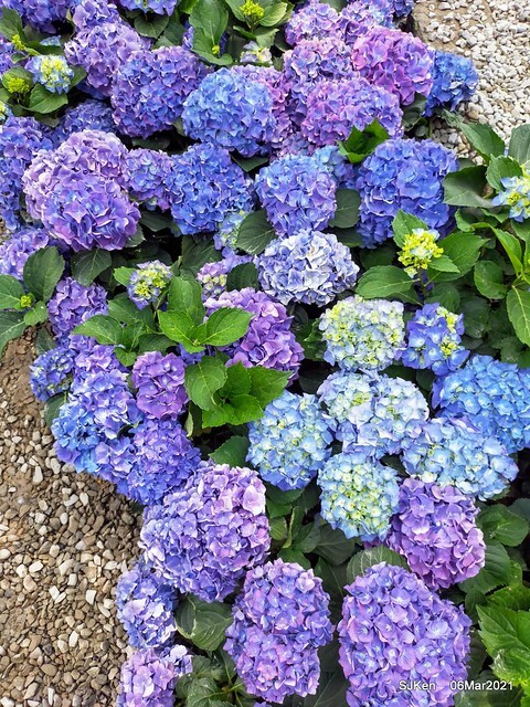 大安森林公園杜鵑花、繡球花與薰衣草花展(Rhododendron , Hydrangea & lavender flower exhibition at Daan Forest Park), Taipei, Taiwan, SJKen, Mar 1, 2021.