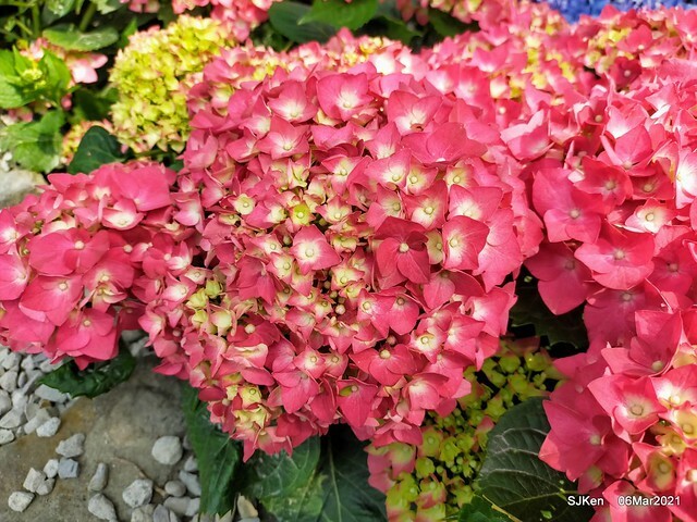 大安森林公園杜鵑花、繡球花與薰衣草花展(Rhododendron , Hydrangea & lavender flower exhibition at Daan Forest Park), Taipei, Taiwan, SJKen, Mar 1, 2021.