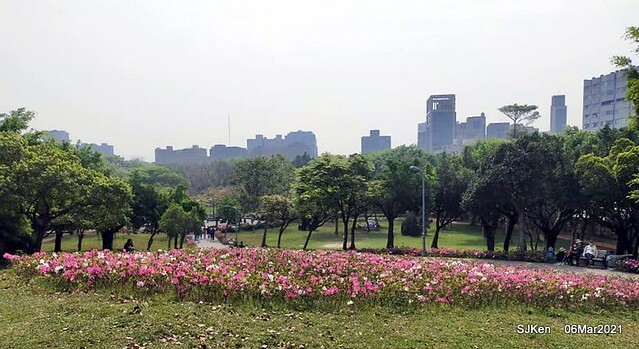 大安森林公園杜鵑花、繡球花與薰衣草花展(Rhododendron , Hydrangea & lavender flower exhibition at Daan Forest Park), Taipei, Taiwan, SJKen, Mar 1, 2021.