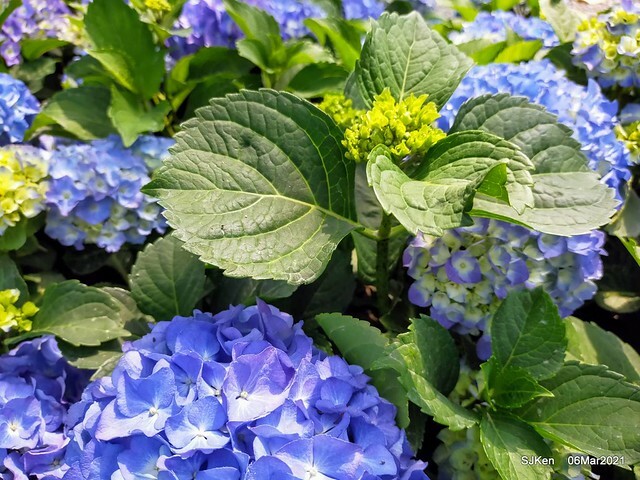 大安森林公園杜鵑花、繡球花與薰衣草花展(Rhododendron , Hydrangea & lavender flower exhibition at Daan Forest Park), Taipei, Taiwan, SJKen, Mar 1, 2021.