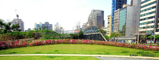 大安森林公園杜鵑花、繡球花與薰衣草花展(Rhododendron , Hydrangea & lavender flower exhibition at Daan Forest Park), Taipei, Taiwan, SJKen, Mar 1, 2021.
