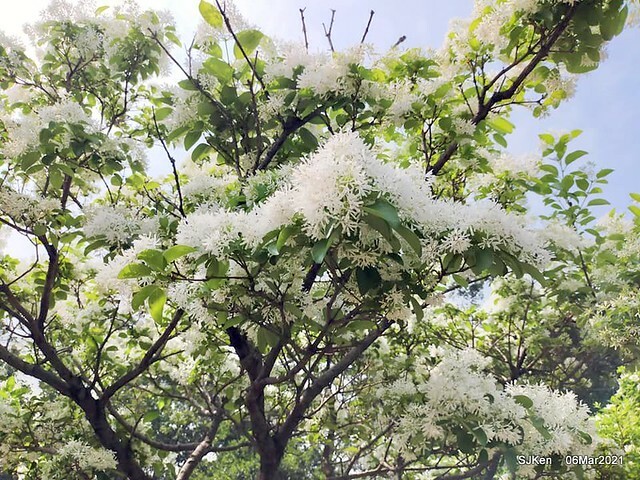 大安森林公園杜鵑花、繡球花與薰衣草花展(Rhododendron , Hydrangea & lavender flower exhibition at Daan Forest Park), Taipei, Taiwan, SJKen, Mar 1, 2021.