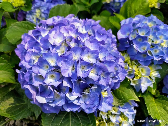 大安森林公園杜鵑花、繡球花與薰衣草花展(Rhododendron , Hydrangea & lavender flower exhibition at Daan Forest Park), Taipei, Taiwan, SJKen, Mar 1, 2021.