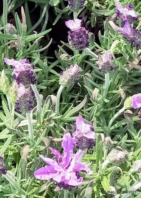 大安森林公園杜鵑花、繡球花與薰衣草花展(Rhododendron , Hydrangea & lavender flower exhibition at Daan Forest Park), Taipei, Taiwan, SJKen, Mar 1, 2021.