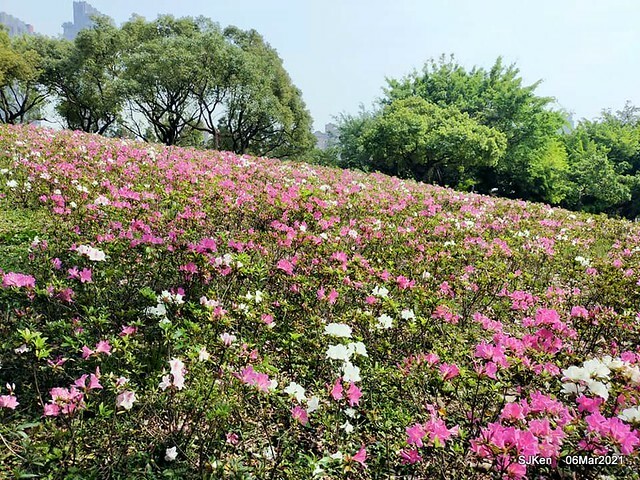 大安森林公園杜鵑花、繡球花與薰衣草花展(Rhododendron , Hydrangea & lavender flower exhibition at Daan Forest Park), Taipei, Taiwan, SJKen, Mar 1, 2021.