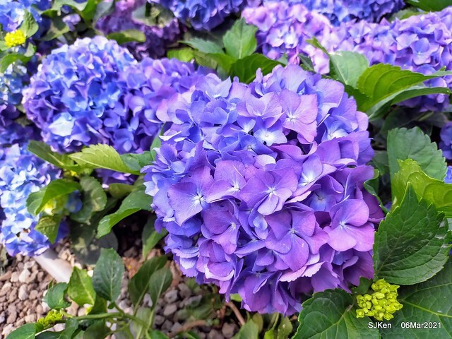 大安森林公園杜鵑花、繡球花與薰衣草花展(Rhododendron , Hydrangea & lavender flower exhibition at Daan Forest Park), Taipei, Taiwan, SJKen, Mar 1, 2021.