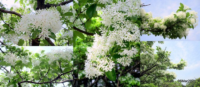 大安森林公園杜鵑花、繡球花與薰衣草花展(Rhododendron , Hydrangea & lavender flower exhibition at Daan Forest Park), Taipei, Taiwan, SJKen, Mar 1, 2021.