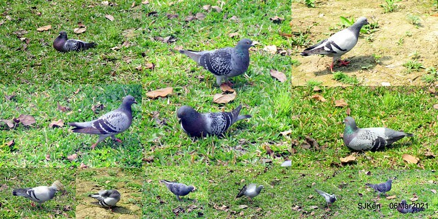 大安森林公園杜鵑花、繡球花與薰衣草花展(Rhododendron , Hydrangea & lavender flower exhibition at Daan Forest Park), Taipei, Taiwan, SJKen, Mar 1, 2021.