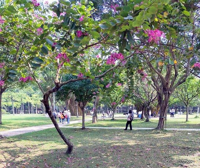 大安森林公園杜鵑花、繡球花與薰衣草花展(Rhododendron , Hydrangea & lavender flower exhibition at Daan Forest Park), Taipei, Taiwan, SJKen, Mar 1, 2021.