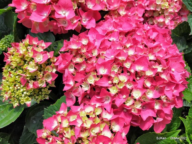 大安森林公園杜鵑花、繡球花與薰衣草花展(Rhododendron , Hydrangea & lavender flower exhibition at Daan Forest Park), Taipei, Taiwan, SJKen, Mar 1, 2021.