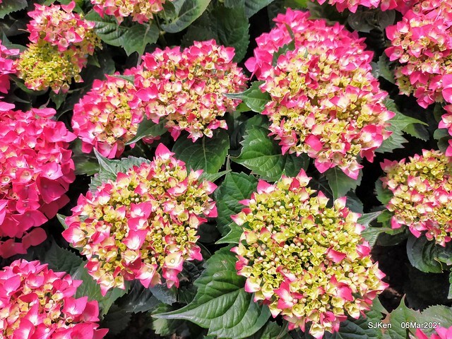 大安森林公園杜鵑花、繡球花與薰衣草花展(Rhododendron , Hydrangea & lavender flower exhibition at Daan Forest Park), Taipei, Taiwan, SJKen, Mar 1, 2021.