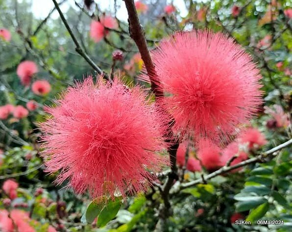 大安森林公園杜鵑花、繡球花與薰衣草花展(Rhododendron , Hydrangea & lavender flower exhibition at Daan Forest Park), Taipei, Taiwan, SJKen, Mar 1, 2021.