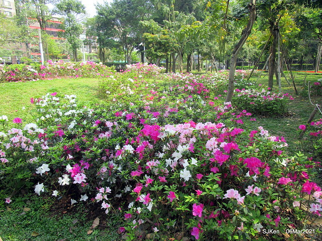 大安森林公園杜鵑花、繡球花與薰衣草花展(Rhododendron , Hydrangea & lavender flower exhibition at Daan Forest Park), Taipei, Taiwan, SJKen, Mar 1, 2021.