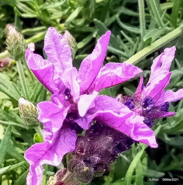 大安森林公園杜鵑花、繡球花與薰衣草花展(Rhododendron , Hydrangea & lavender flower exhibition at Daan Forest Park), Taipei, Taiwan, SJKen, Mar 1, 2021.