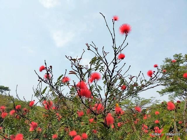 大安森林公園杜鵑花、繡球花與薰衣草花展(Rhododendron , Hydrangea & lavender flower exhibition at Daan Forest Park), Taipei, Taiwan, SJKen, Mar 1, 2021.