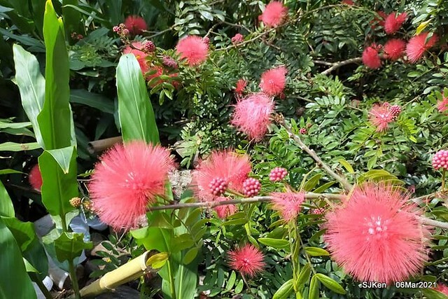 大安森林公園杜鵑花、繡球花與薰衣草花展(Rhododendron , Hydrangea & lavender flower exhibition at Daan Forest Park), Taipei, Taiwan, SJKen, Mar 1, 2021.