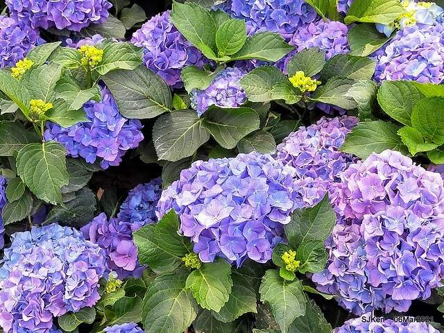 大安森林公園杜鵑花、繡球花與薰衣草花展(Rhododendron , Hydrangea & lavender flower exhibition at Daan Forest Park), Taipei, Taiwan, SJKen, Mar 1, 2021.