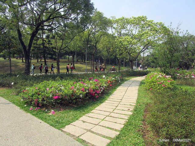 大安森林公園杜鵑花、繡球花與薰衣草花展(Rhododendron , Hydrangea & lavender flower exhibition at Daan Forest Park), Taipei, Taiwan, SJKen, Mar 1, 2021.