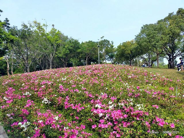大安森林公園杜鵑花、繡球花與薰衣草花展(Rhododendron , Hydrangea & lavender flower exhibition at Daan Forest Park), Taipei, Taiwan, SJKen, Mar 1, 2021.