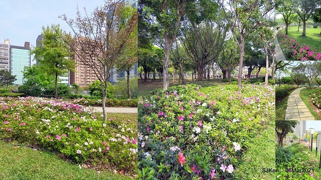 大安森林公園杜鵑花、繡球花與薰衣草花展(Rhododendron , Hydrangea & lavender flower exhibition at Daan Forest Park), Taipei, Taiwan, SJKen, Mar 1, 2021.