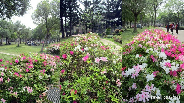 大安森林公園杜鵑花、繡球花與薰衣草花展(Rhododendron , Hydrangea & lavender flower exhibition at Daan Forest Park), Taipei, Taiwan, SJKen, Mar 1, 2021.