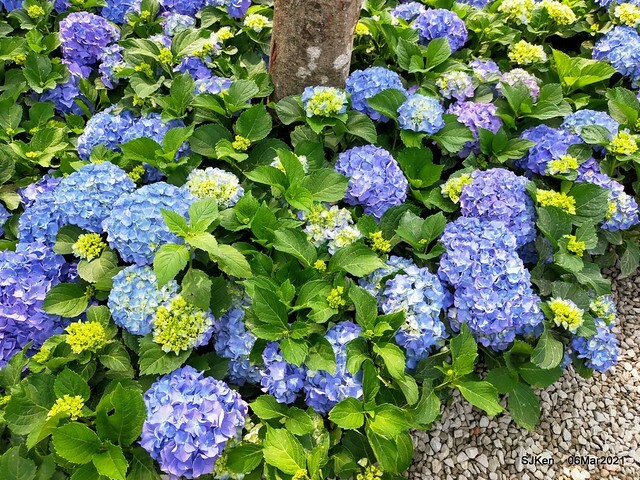 大安森林公園杜鵑花、繡球花與薰衣草花展(Rhododendron , Hydrangea & lavender flower exhibition at Daan Forest Park), Taipei, Taiwan, SJKen, Mar 1, 2021.
