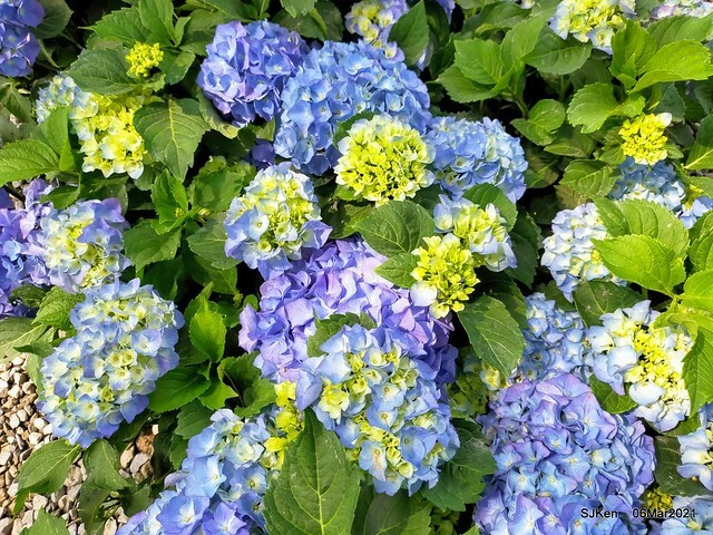 大安森林公園杜鵑花、繡球花與薰衣草花展(Rhododendron , Hydrangea & lavender flower exhibition at Daan Forest Park), Taipei, Taiwan, SJKen, Mar 1, 2021.