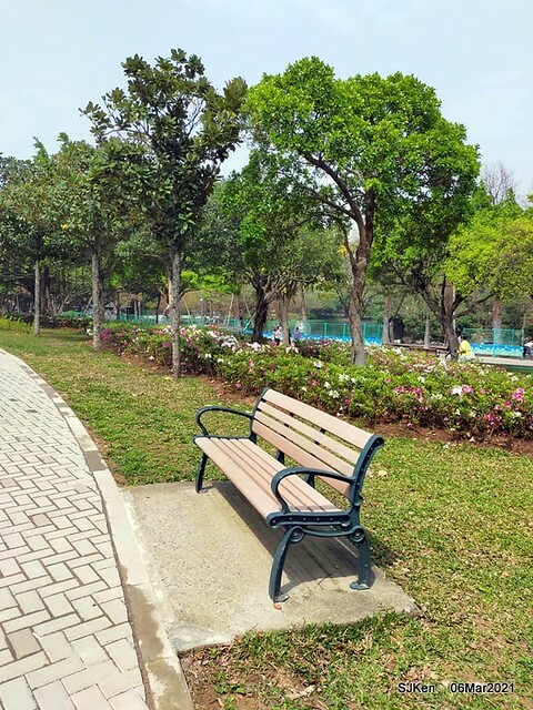大安森林公園杜鵑花、繡球花與薰衣草花展(Rhododendron , Hydrangea & lavender flower exhibition at Daan Forest Park), Taipei, Taiwan, SJKen, Mar 1, 2021.