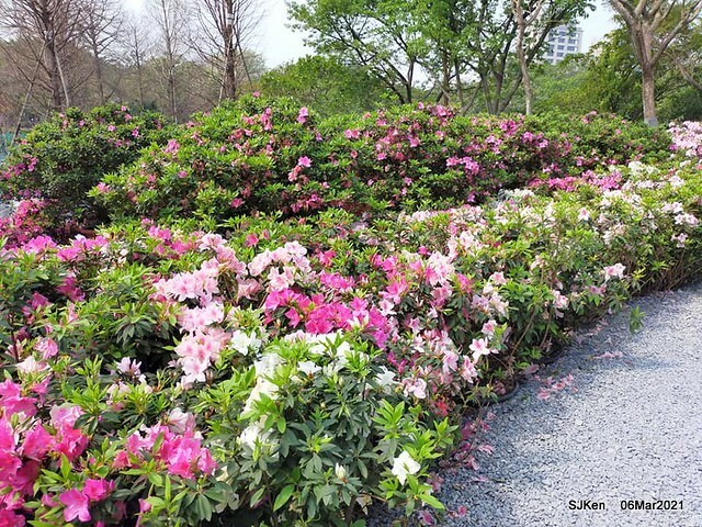 大安森林公園杜鵑花、繡球花與薰衣草花展(Rhododendron , Hydrangea & lavender flower exhibition at Daan Forest Park), Taipei, Taiwan, SJKen, Mar 1, 2021.