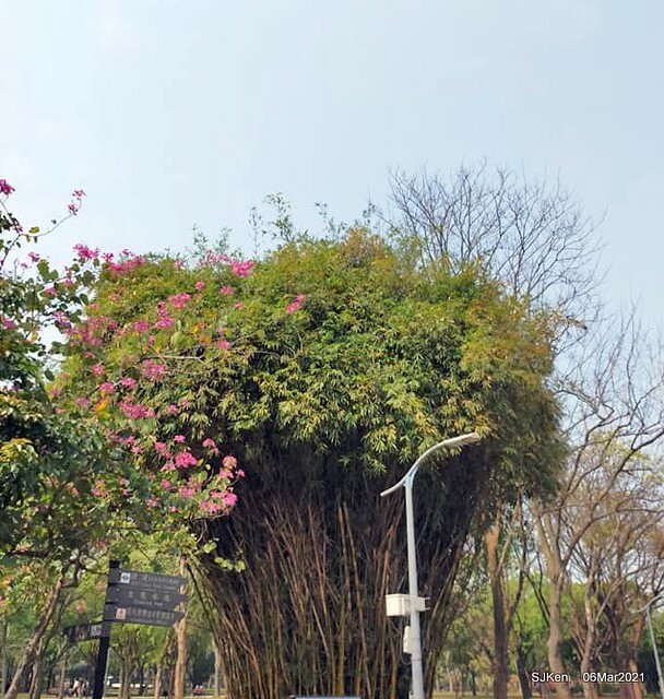 大安森林公園杜鵑花、繡球花與薰衣草花展(Rhododendron , Hydrangea & lavender flower exhibition at Daan Forest Park), Taipei, Taiwan, SJKen, Mar 1, 2021.