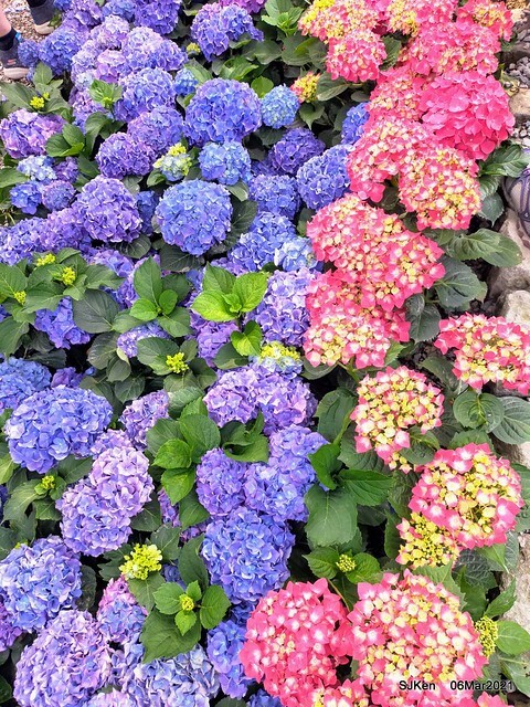 大安森林公園杜鵑花、繡球花與薰衣草花展(Rhododendron , Hydrangea & lavender flower exhibition at Daan Forest Park), Taipei, Taiwan, SJKen, Mar 1, 2021.
