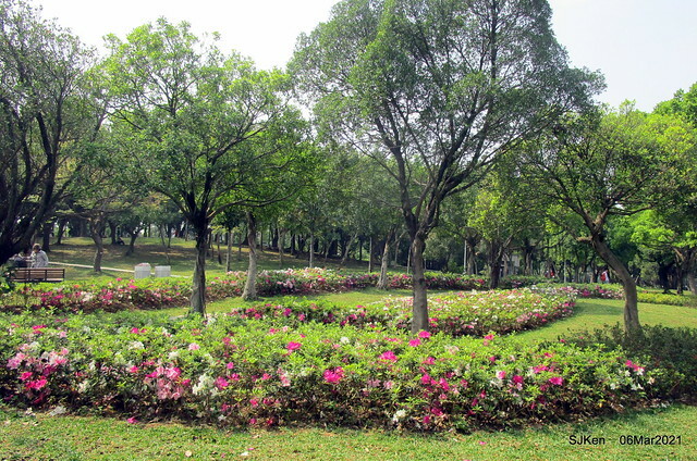 大安森林公園杜鵑花、繡球花與薰衣草花展(Rhododendron , Hydrangea & lavender flower exhibition at Daan Forest Park), Taipei, Taiwan, SJKen, Mar 1, 2021.