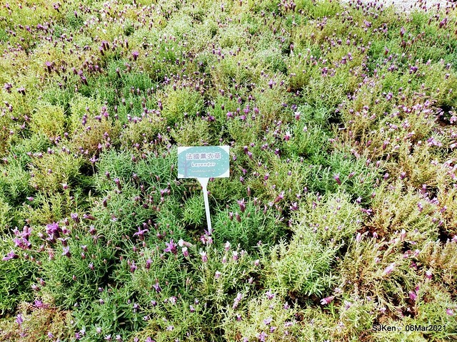 大安森林公園杜鵑花、繡球花與薰衣草花展(Rhododendron , Hydrangea & lavender flower exhibition at Daan Forest Park), Taipei, Taiwan, SJKen, Mar 1, 2021.
