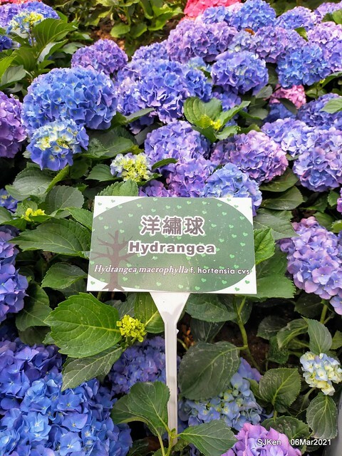 大安森林公園杜鵑花、繡球花與薰衣草花展(Rhododendron , Hydrangea & lavender flower exhibition at Daan Forest Park), Taipei, Taiwan, SJKen, Mar 1, 2021.