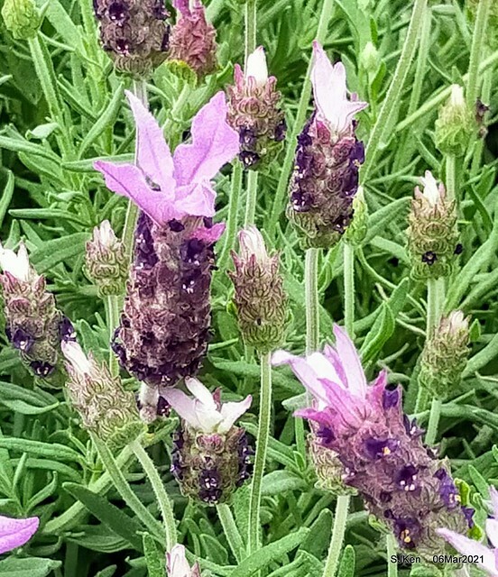 大安森林公園杜鵑花、繡球花與薰衣草花展(Rhododendron , Hydrangea & lavender flower exhibition at Daan Forest Park), Taipei, Taiwan, SJKen, Mar 1, 2021.