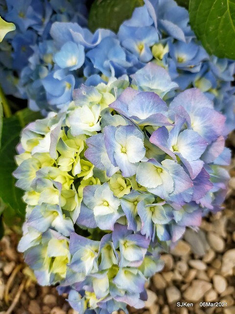 大安森林公園杜鵑花、繡球花與薰衣草花展(Rhododendron , Hydrangea & lavender flower exhibition at Daan Forest Park), Taipei, Taiwan, SJKen, Mar 1, 2021.