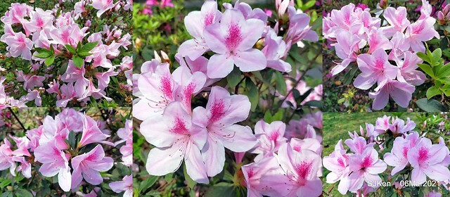 大安森林公園杜鵑花、繡球花與薰衣草花展(Rhododendron , Hydrangea & lavender flower exhibition at Daan Forest Park), Taipei, Taiwan, SJKen, Mar 1, 2021.