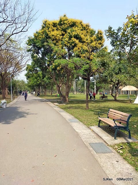 大安森林公園杜鵑花、繡球花與薰衣草花展(Rhododendron , Hydrangea & lavender flower exhibition at Daan Forest Park), Taipei, Taiwan, SJKen, Mar 1, 2021.