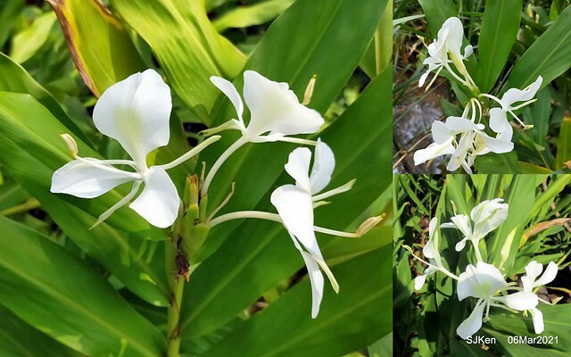 大安森林公園杜鵑花、繡球花與薰衣草花展(Rhododendron , Hydrangea & lavender flower exhibition at Daan Forest Park), Taipei, Taiwan, SJKen, Mar 1, 2021.