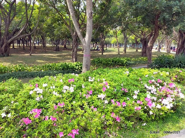 大安森林公園杜鵑花、繡球花與薰衣草花展(Rhododendron , Hydrangea & lavender flower exhibition at Daan Forest Park), Taipei, Taiwan, SJKen, Mar 1, 2021.