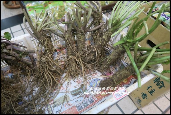 阿里山神木賓館 29JPG.JPG