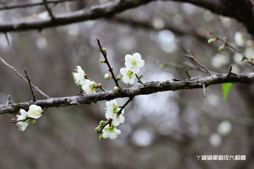新竹約會餐廳推薦！新竹芙歐餐廳推出情人節套餐超值優惠