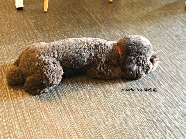 【台中 西區】Giocoso Café&Pasta→沒事亂闖,原來跑進了「被偷走的那五年」電影場景之一←寵物友善店,義大利麵還真不錯ya