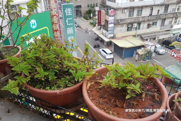 【新竹/關西】關西仙草巷 【新竹/關西】關西仙草巷